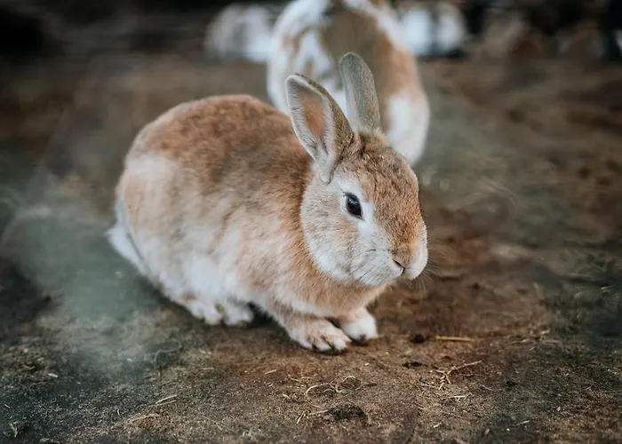 Toscania فندق 3*